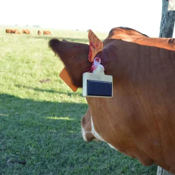 태양 에너지 GPS 동물 Eartag 추적 TBT300