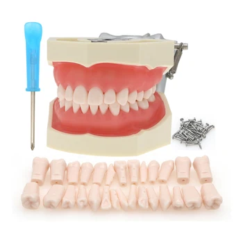 킬고르 Nissin500Type 치과 Typodont 모델 28 개 이빨 이동할 수 있는 나사식-에